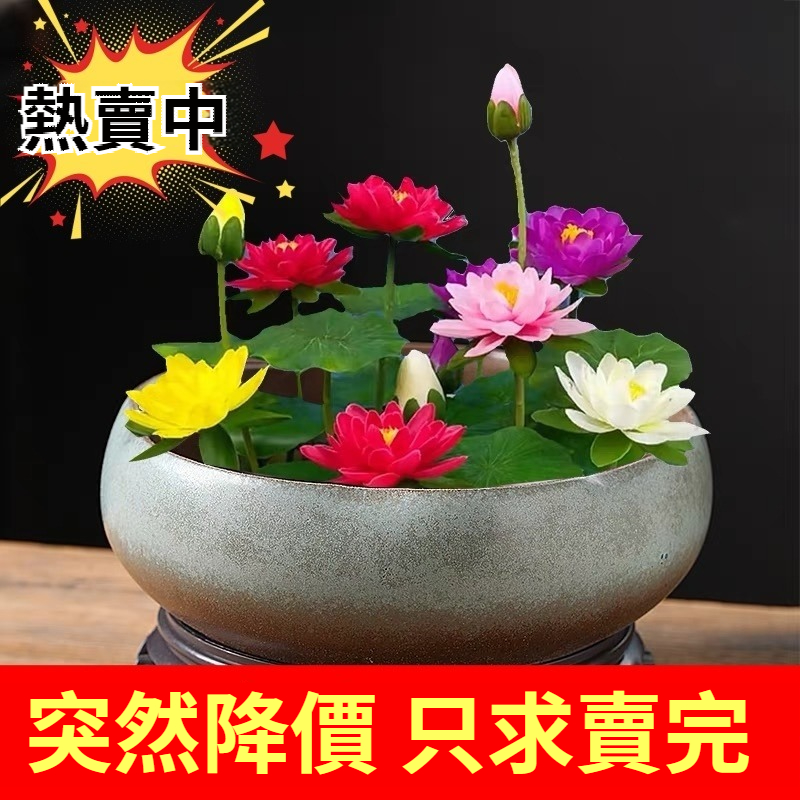 【農業研究所最新改良型種子，7天發芽！純水種植，泡水就可以開花！100%成活率，新手可種！】碗蓮花種子，碗蓮花四季開花水耕水養綠